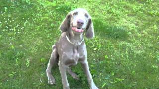 Langhaar Weimaraner Watson bellt [upl. by Corie]