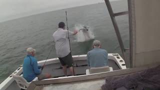 Un requin blanc de 2 mètre vole la prise dun pêcheur [upl. by Nalniuq]