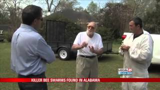 Killer Bee Swarms Found in Alabama [upl. by Adelaja208]