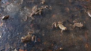 REPRODUCCIÓN de la RANA BERMEJA  COMMON FROG MATING [upl. by Eceirtal31]