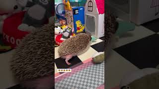 Cute baby hedgehog hedgehog babyhedgehog short [upl. by Marice895]