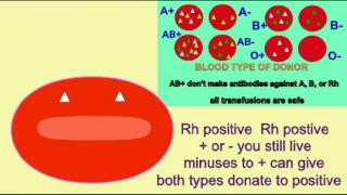 BLOOD TYPE TRANSFUSION SONG [upl. by Afatsuom]