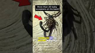 🦂This Is How Scorpions Carry More Than 20 EGGS✨ scorpions babies shortsfeed [upl. by Asirb]