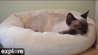 Kitten Rescue FeLV Room powered by EXPLOREorg [upl. by Baugh91]