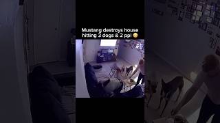 Mustang Crashes Into House Hitting 2 People amp 3 Dogs But… 😳😳😳 Shorts Disrespect [upl. by Simonsen]