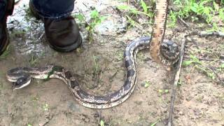 Texas Rat Snake in river [upl. by Annaigroeg74]