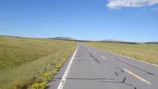 Groundhogs in the road high country Arizona [upl. by Spillar]