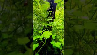 Hydrocotyle tripartita Mini [upl. by Winne710]