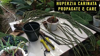 Huperzia Carinata Rumpai Tanaman Hias Gantung Huperzia [upl. by Jary]