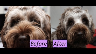 How to groom a Cockapoo face  Demo [upl. by Michelina]