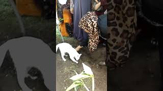 cat crying on Grave 🪦🪦 cat shortsfeed crying sadcat [upl. by Burnaby]