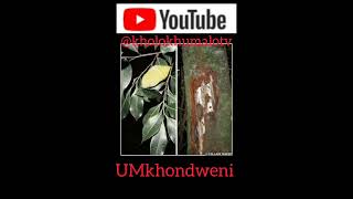 Incazelo ngoMkhondweni By Kholo Khumalo TV [upl. by Aralomo]