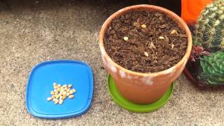 How to Grow a Cherry Tree from Seed Part 1 [upl. by Alviani]