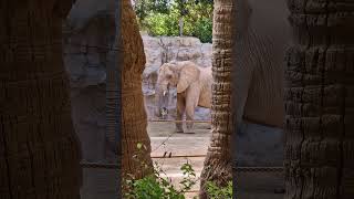 Elefantes comiendo en el Bioparc Valencia shorts zoo [upl. by Frans]