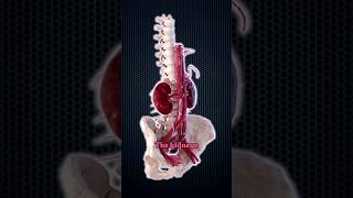 How Much Blood Do Your Kidneys Filter Daily [upl. by Ahsaten]