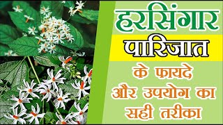 हरसिंगार  पारिजात  के फायदे और उपयोग का सही तरीका  Amazing health benefits of Harsingar [upl. by Annazus794]