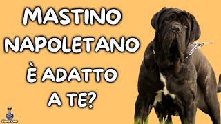 Mastino Napoletano Cosa Sapere [upl. by Adnirolc]