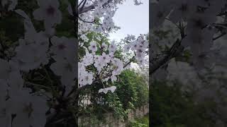 Cherry blossom 🌸festival trending travel shanghai chinalove ❤️youtubeshorts chhoteesiduniya [upl. by Hokanson656]