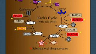 Cellular Respiration Part 2 The Krebs Cycle [upl. by Hiasi]