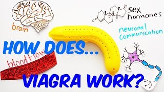 How Does Viagra Work [upl. by Grounds374]