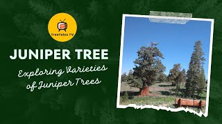 Juniper Trees Unveiled Delve into Their Secrets on Tree Tales TV  Nature Exploration [upl. by Suoirad]