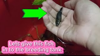 Croaking Gourami Fish Breeding ❤️ [upl. by Dempstor601]