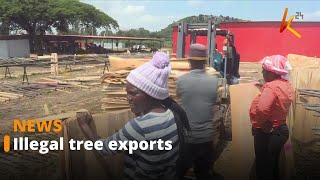 Chinese foreigners on the spot for illegal export of eucalyptus veneers other raw materials [upl. by Wolff]