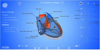 Anatomie 3D la révolution cardiaque  la révolution cardiaque en 3D temps réél [upl. by Jewelle]