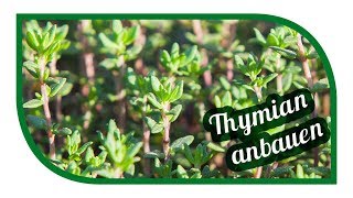 Thymian erfolgreich anbauen 🌿 aussäen pflanzen ernten [upl. by Annoeik975]