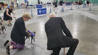 Peach Blossom Cluster Kennel Club Dog Show Italian Greyhounds Friday [upl. by Nawoj221]