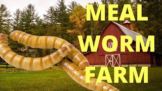 BUILDING THE WORLDS BEST MEALWORM FARM [upl. by Udall]