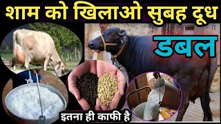 शाम को खिलाओ सुबह दूध डबल करने वाला फार्मूलादूध कैसे बढ़ाएंHow to Double Cow Buffalo Milk [upl. by Uolyram]