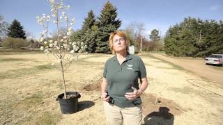 How To Plant A Tree in Colorado video [upl. by Eidas]