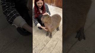 Hihi capybara capybaramemes dalat [upl. by Darryn]