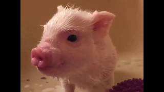 CUTE MICRO PIG  A Cute Mini Pig Videos Compilation 2019 2 [upl. by Ydnamron891]