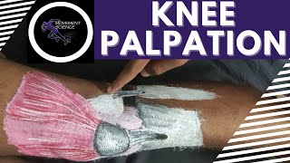 Palpation For Joint Line Tenderness At The Knee Joint [upl. by Alyhc]