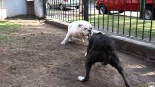 Bull dog ingles vs boxer [upl. by Reiner]