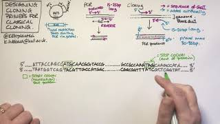 Designing cloning primers for classical restriction cloning [upl. by Sinnard]