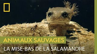 Lexpédition de la salamandre tachetée pour mettre bas [upl. by Malanie]