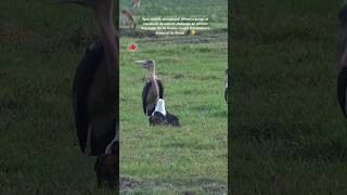 marabou stork vs eagle🦅✨️shorts eagle marabou vs wildlife fighting explore animals nature [upl. by Hodgkinson502]