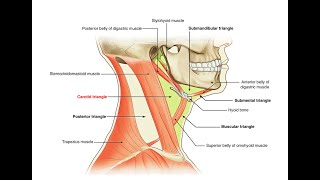 Mnemonics to remember contents of the Carotid triangle [upl. by Avron]