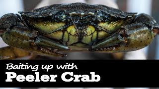 How to Bait up with Peeler Crab for Fishing [upl. by Ligetti]