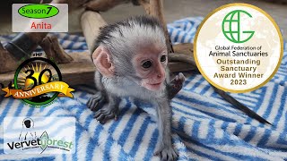 quotAnitas Heartbreaking Tale A Baby Monkeys Unyielding Hope Amidst Tragedyquot [upl. by Amaral]