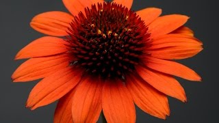 Best Perennials  Echinacea Sombrero® Flamenco Orange Coneflower [upl. by Eilrahs]