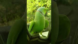 ഹലോ❗️ആരും ഇല്ലേ ഇവിഡേ❓Parrot parrot pet viralvideo viralshorts short viral [upl. by Sokcin]