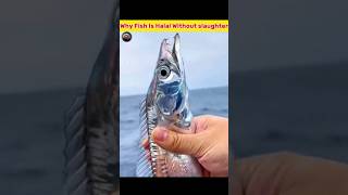 Why Fish is Halal Without Slaughter in Islam information knowledge facts [upl. by Clintock728]