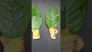 How to grow Parijatham plant from leaf cutting  gandharaj flower shorts short shortvideo [upl. by Sibylle]