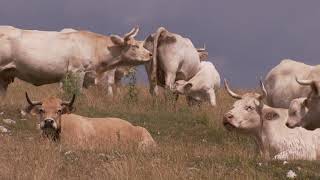 Le parc national du Mercantour fête ses 40 ans avec l’agropastoralisme [upl. by Nelia535]