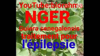 Guiera senegalensis nger epilepsie [upl. by Divan881]