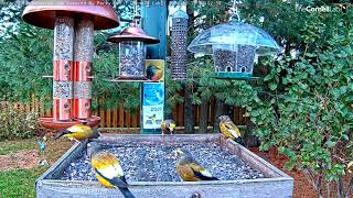 Evening Grosbeaks Kick Off Ontario FeederWatch Cam Season – Oct 26 2021 [upl. by Jacinda]